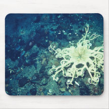Étoiles de mer de panier tapis de souris