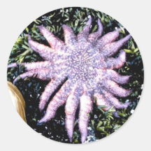 Étoiles de mer de tournesol autocollant