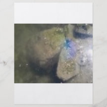 ÉTOILES DE MER POURPRES DANS L'EAU PROSPECTUS AVEC MOTIF