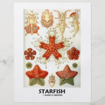 Étoiles de mer prospectus personnalisés
