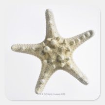 Étoiles de mer stickers carrés