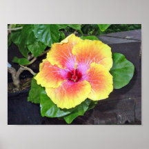 Étude 1 de Camelia Poster