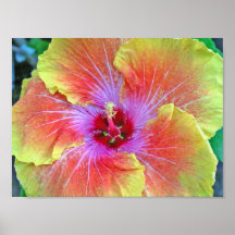 Étude #3 de Camelia Affiches