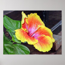 Étude #4 de Camelia Posters