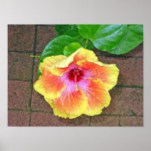 Étude #5 de Camelia Affiches
