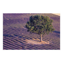 EU, France, Provence, Lavender fields Photo Print