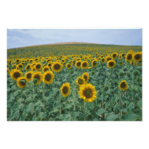 EU, France, Provence, Sunflower field Photograph