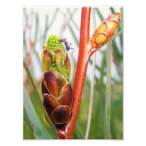 Eucalyptus Bud Print Photograph