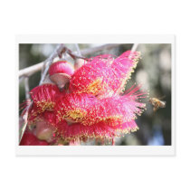 Eucalyptus caesia with Honey bee Postcard