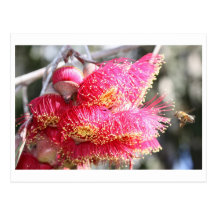 Eucalyptus caesia with Honey bee Postcard