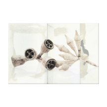Eucalyptus capsules stretched canvas prints