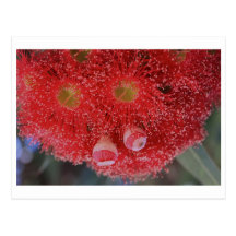 Eucalyptus ficifolia - 01 postcards