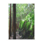 Eucalyptus Forest Trail Gallery Wrapped Canvas