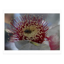 Eucalyptus macocarpa - 02 post cards