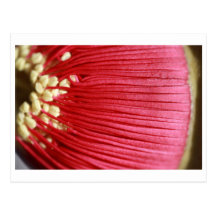 Eucalyptus macocarpa postcards