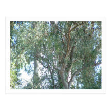 eucalyptus postcards