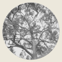 Eucalyptus Tree plates