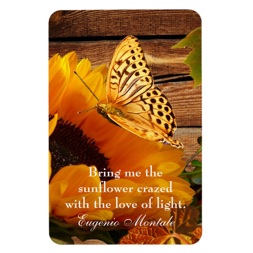 Eugenio Montale sunflower Eugenio Montale sunflower