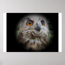 Eule - Melody Plakatdrucke