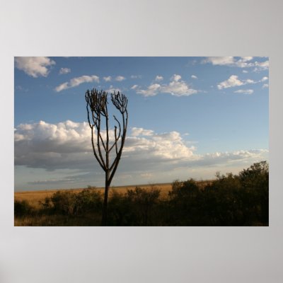 Euphobia(?) tree poster by iluvsrk
