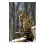 Eurasian Lynx (Lynx lynx) 3 Postcards