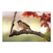 Eurasian Tree Sparrow Photo Print