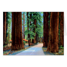 Eureka California Humboldt Redwood State Park Greeting Cards