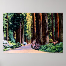 Eureka California Through the Redwoods Poster