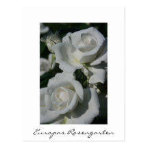Europas Rosengarten Postcard