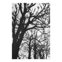 Europe, France, Paris. Winter trees, Marco Photo Print