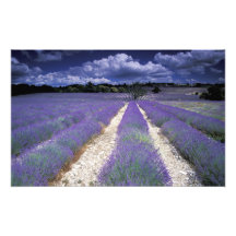 Europe, France, Provence. Lavander fields Photo