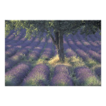 Europe, France, Provence, Sault, Lavender Photo
