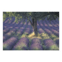 Europe, France, Provence, Sault, Lavender