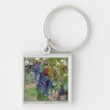 Europe, France, Roussillon. Vineyards, with Keychains