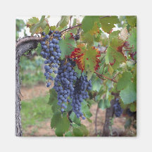 Europe, France, Roussillon. Vineyards, with Refrigerator Magnets