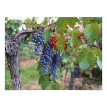 Europe, France, Roussillon. Vineyards, with