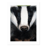 European Badger Portrait Painting Postcard postcards