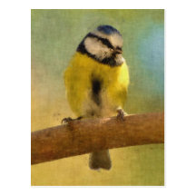 European bluetit digital painting postcards