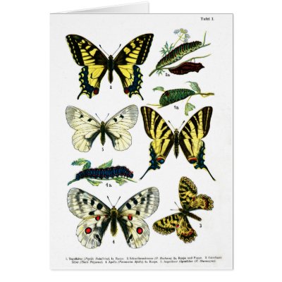 European Butterflies Plate I Card by vintage_emporium