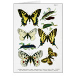 European Butterflies Plate I Card