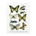 European Butterflies Plate I Postcard