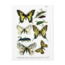 European Butterflies Plate I Postcard