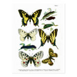 European Butterflies Plate I Postcard