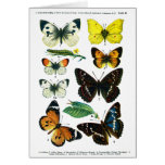 European Butterflies Plate II Card