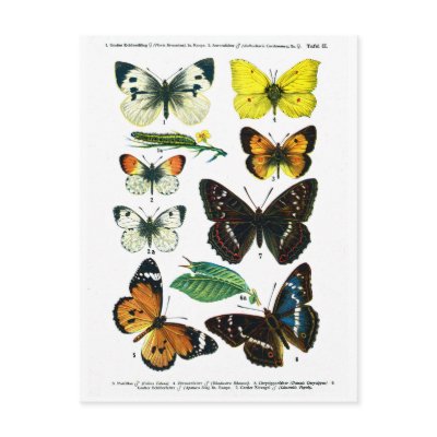 European Butterflies Plate II Postcard by vintage_emporium