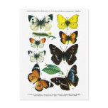 European Butterflies Plate II Postcard