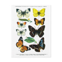 European Butterflies Plate II Postcard