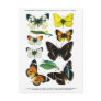 European Butterflies Plate II Postcard