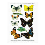 European Butterflies Plate II Postcard