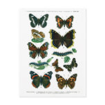 European Butterflies Plate III Postcard